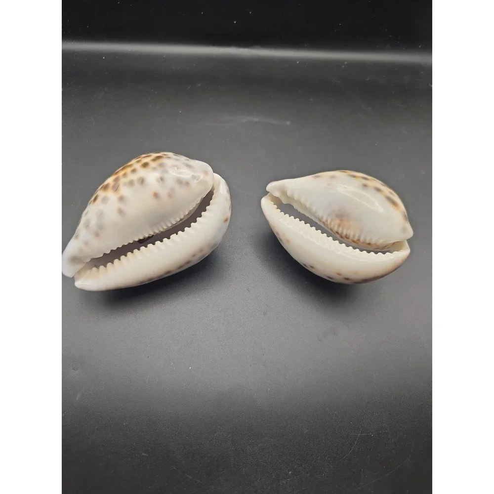 Tiger Cowrie Cypraea Tigris Leopard Pattern Seashell 3 & 3.5 Inches Shells
